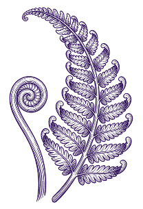Silver fern illustration